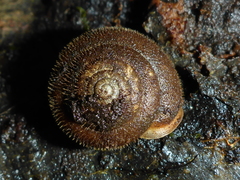 Vespericola armigera
