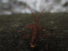 Chenoderus testaceus