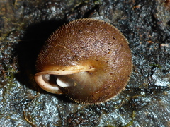 Vespericola armigera
