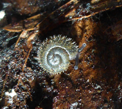 Vespericola armigera