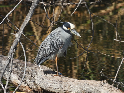 iNaturalist observation photo of Yellow-crowned Night Heron