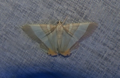 Opisthoxia miletia