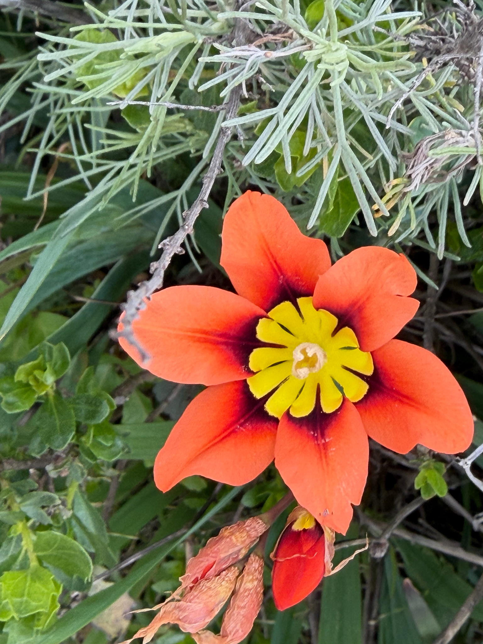 Harlequin flower