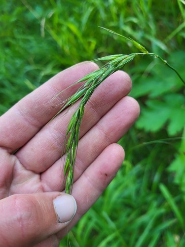 Boreal Wild Rye (Elymus hirsutus)