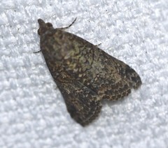 Lophoptera hemithyris