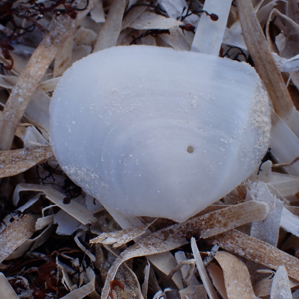 Twisted Duck Clam