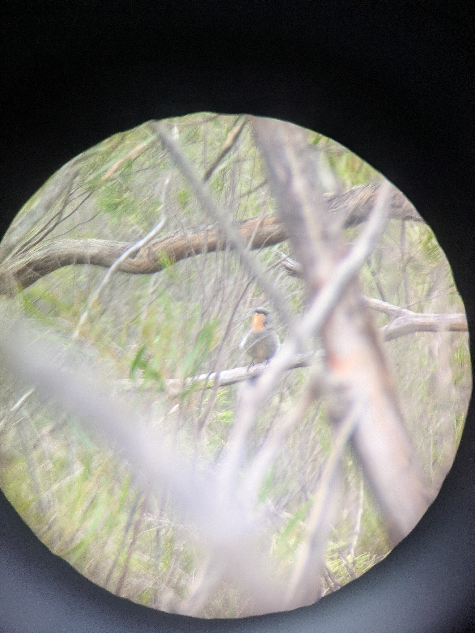 Gilbert's Whistler (Pachycephala inornata), photo 3