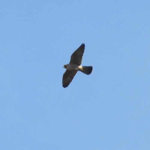 iNaturalist observation photo of Peregrine Falcon