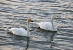 Cygnus cygnus