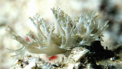 Marionia viridescens