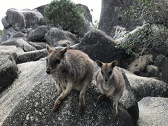 Petrogale mareeba