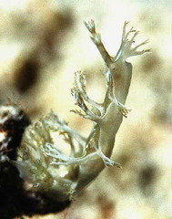 Marionia viridescens