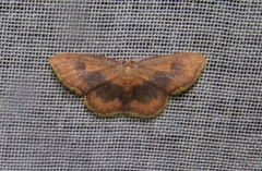 Cosymbiini