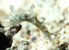 Marionia viridescens