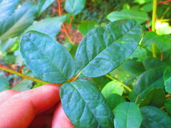 Boquila trifoliolata