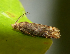 Eucosma ochroterminana