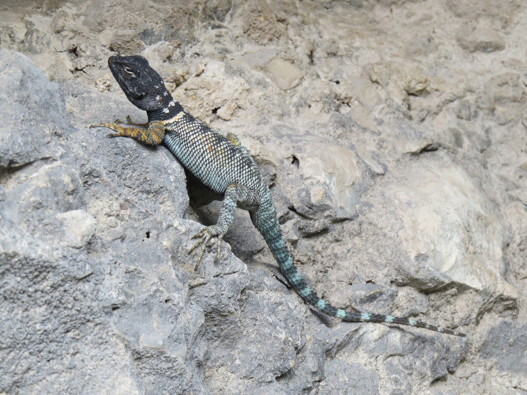 Ornate Spiny Lizard
