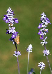 Atalopedes campestris