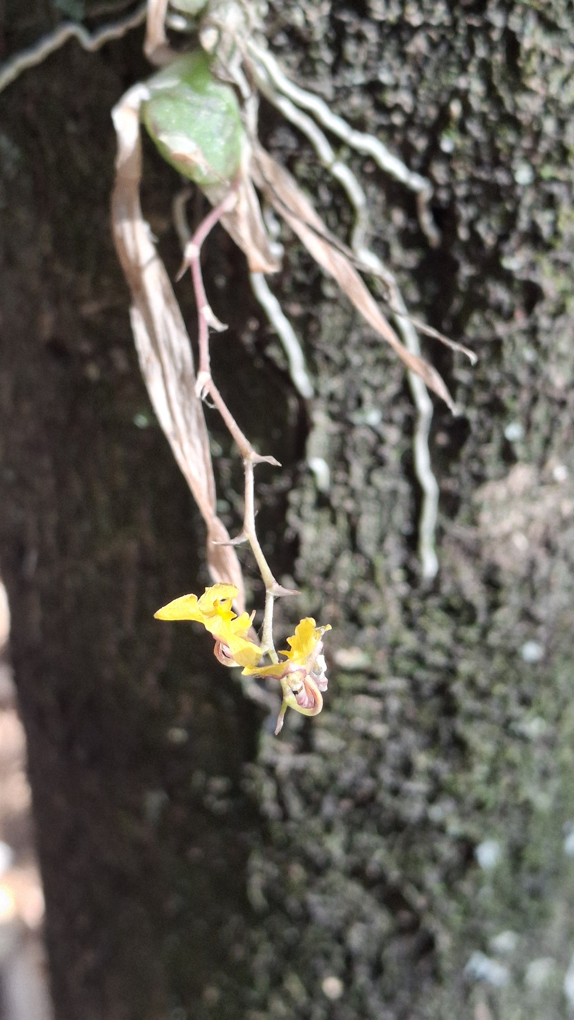 Erycina hyalinobulbon