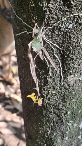 Erycina hyalinobulbon, photograph 5