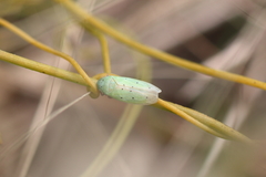 Ponana