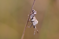 Merocoris