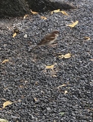 Passer domesticus