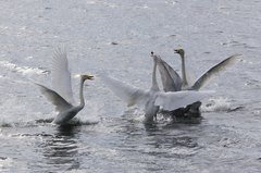 Cygnus cygnus