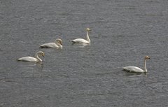 Cygnus cygnus