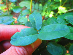 Boquila trifoliolata