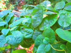 Boquila trifoliolata