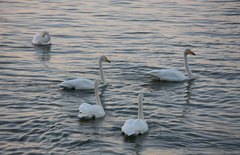 Cygnus cygnus