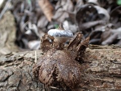 Geastrum striatum
