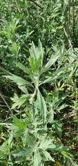 Artemisia douglasiana