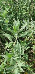 Artemisia douglasiana