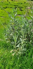 Artemisia douglasiana