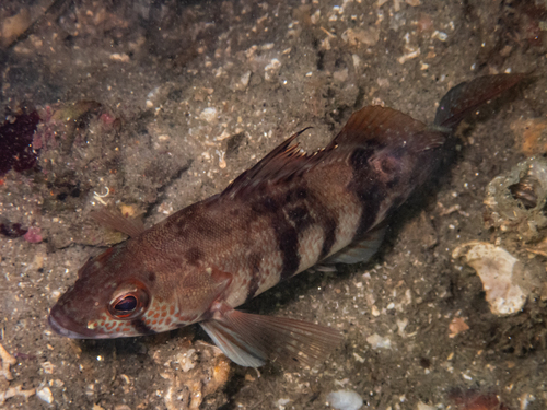 Barred sand bass (Paralabrax nebulifer) — Serranidae — 5