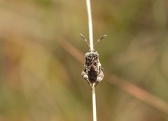 Merocoris