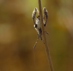 Merocoris