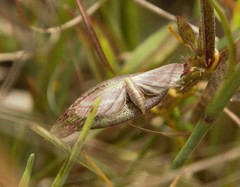 Leptostales laevitaria