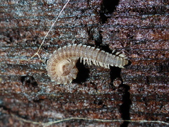 Amplaria