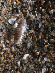 Cymothoida