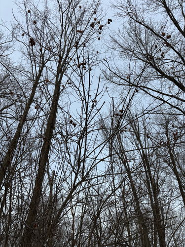 iNaturalist observation photo of American bladdernut