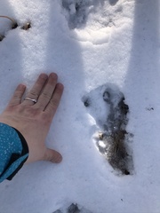 Castor canadensis