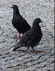 Columba livia domestica