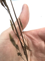 Gentianella amarella acuta