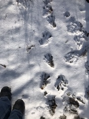 Castor canadensis