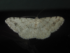 Digrammia pallidata