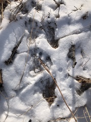 Castor canadensis