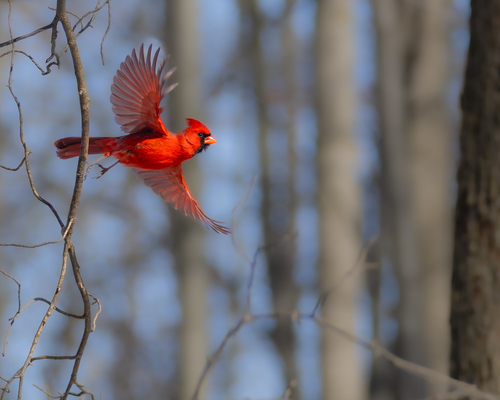 Northern Cardinal photographed in Ohio